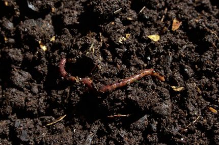 Worm Farming In The Top Of The South